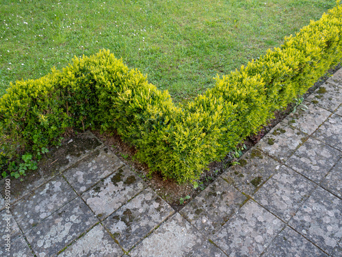 Buxus sempervirens or common box low hedge photo