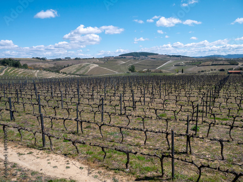 Vineyards in the winter dormancy
