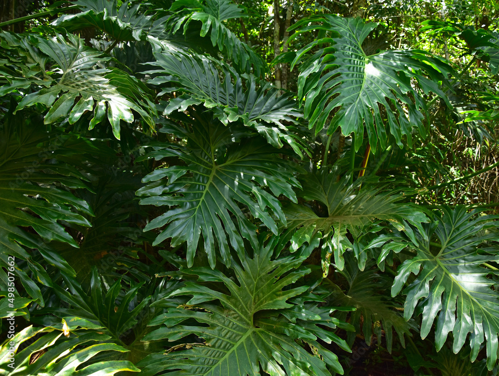Fototapeta 
Green carved philodendron leaves in the botanical garden in Sao Paulo in Brazil