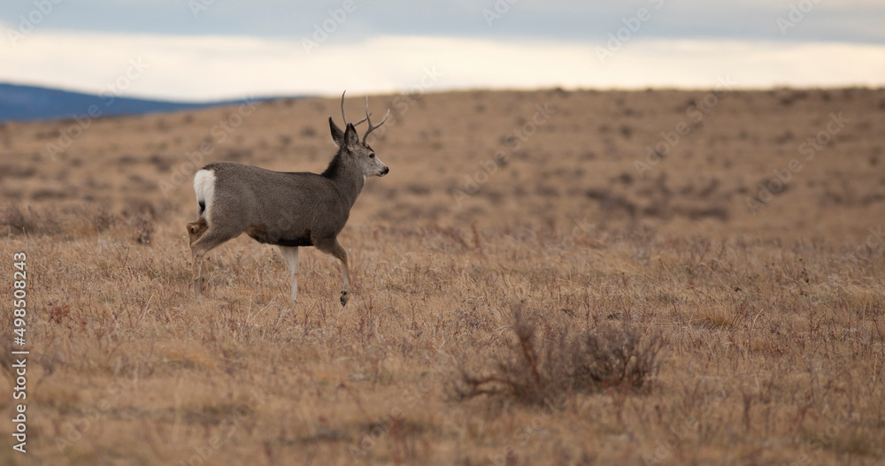 Fototapeta premium Walking mule deer buck