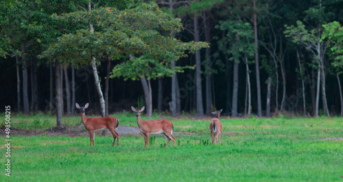 Three whitetail deer on a green field