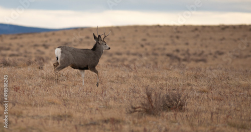 Fototapeta Naklejka Na Ścianę i Meble -  Walking mule deer buck