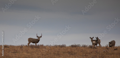 Φωτογραφία Mule deer herd on a Montana hill