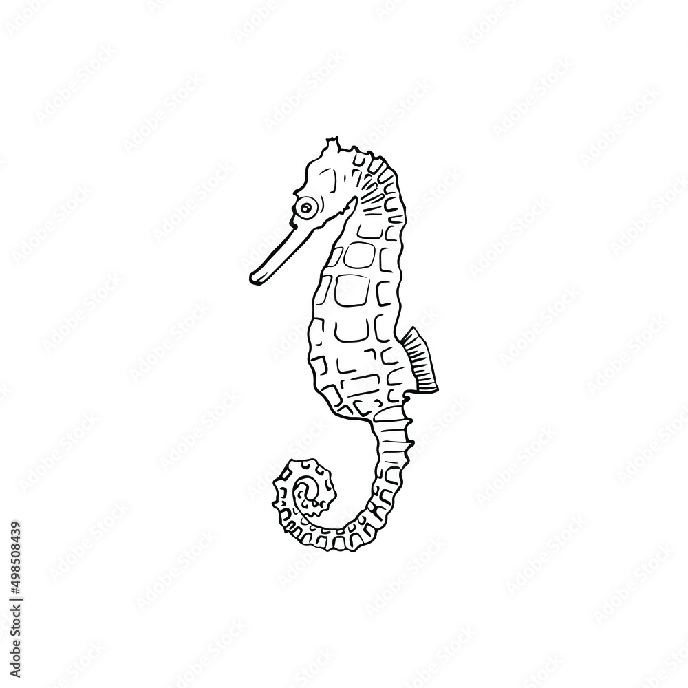 Fototapeta premium Single vector element isolated on white background. Seahorse