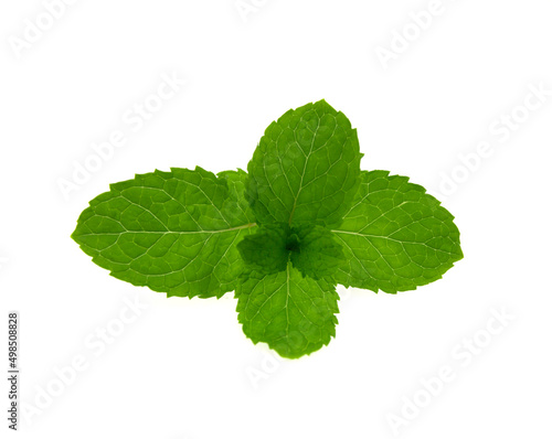 mint leaves, fresh mint on white background