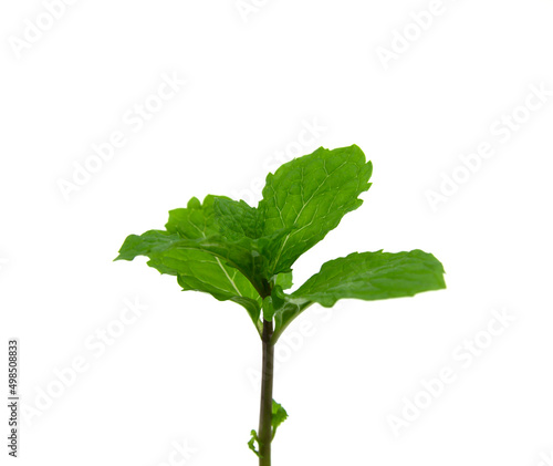 Mint leaves isolated on white background
