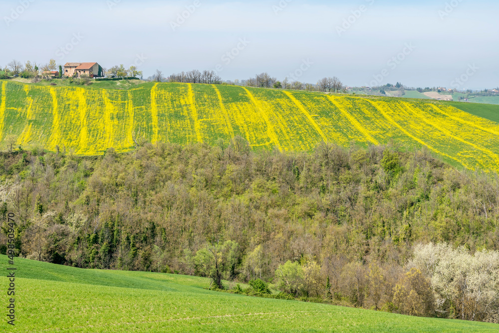 Colored fields of green and yellow in the spring season, Tabiano, Parma, Italy