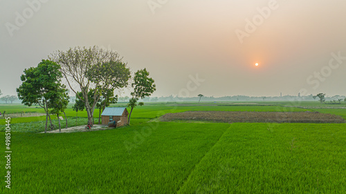 House in the field - Landscape Photo of Bangladesh