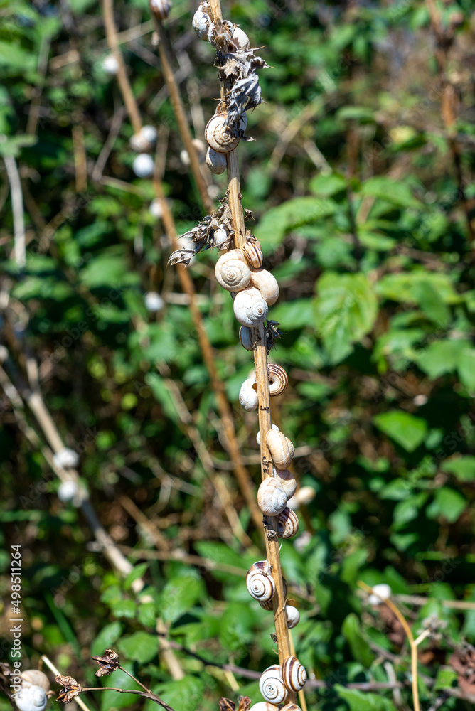 Vertical photo. Snail shells on a dry branch. Nature landscape.
