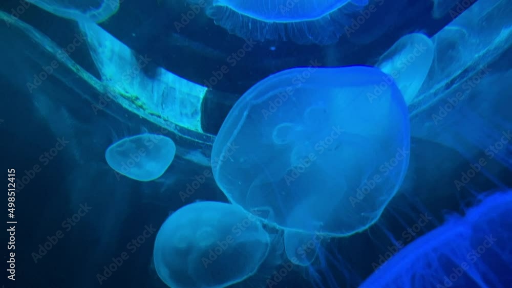 Moon jellyfish swimming in a tank at the aquarium Moon jellyfish swimming in a tank at the aquarium
