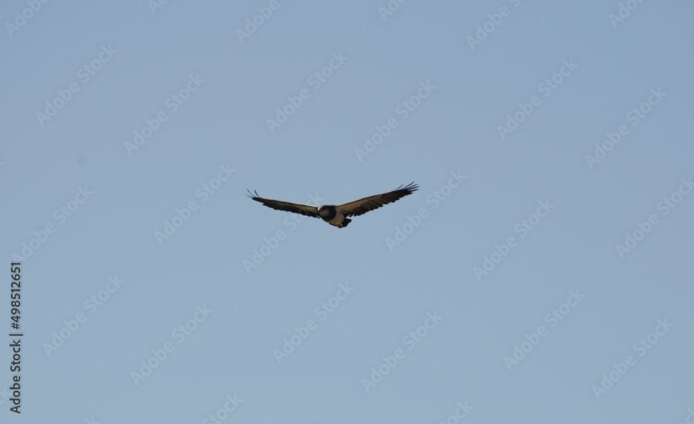 Obraz premium black eagle of patagonia in full flight with outstretched wings and blue sky in the background