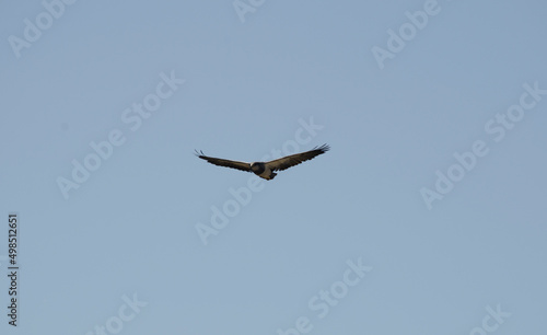 black eagle of patagonia in full flight with outstretched wings and blue sky in the background