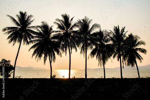 Silhouette of coconut trees in a beautiful evening