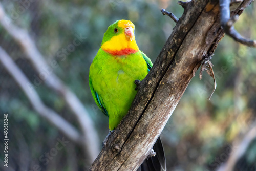 Photos The superb parrot (Polytelis swainsonii), also known as Barraband's parrot, Barr
