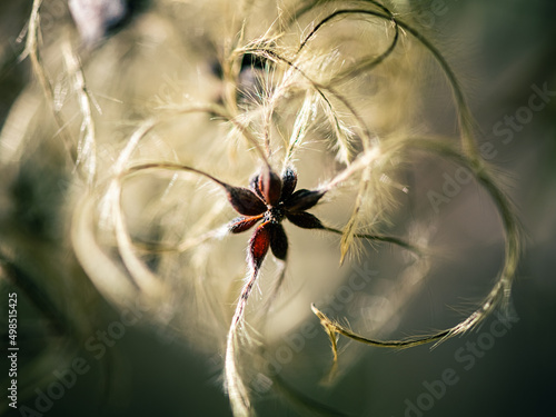 plante d'automne macro