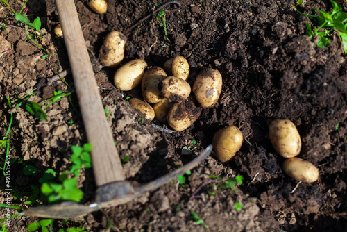 Organic Potatoes in soil high angle view
