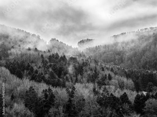 Brume forestière