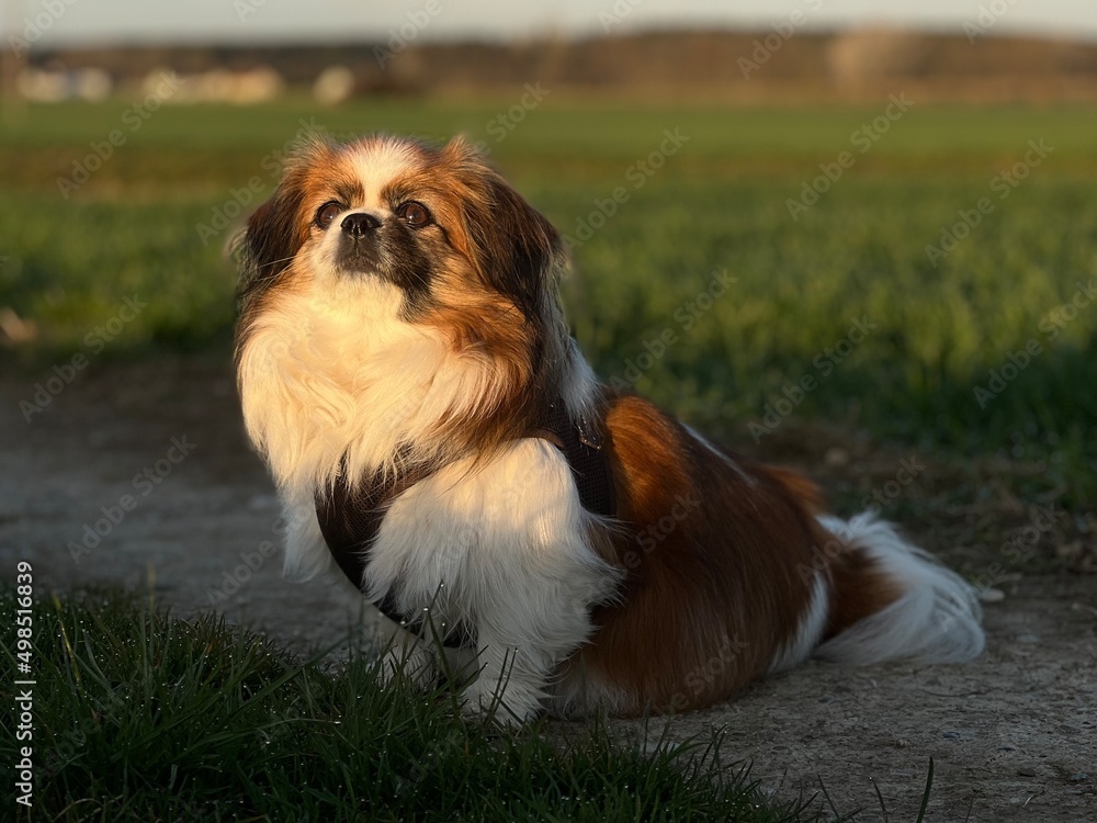 Kleine Hündin blickt in den Himmel wie auf einem Gemälde und posiert ganz stolz dabei. Sie genießt die Morgensonne auf Ihrem Kopf.
Tibet Spaniel, Tibetan Spaniel, Wiese, Natur, Haustier, Spaziergang Kleine Hündin blickt in den Himmel wie auf einem Gemälde und posiert ganz stolz dabei. Sie genießt die Morgensonne auf Ihrem Kopf.
Tibet Spaniel, Tibetan Spaniel, Wiese, Natur, Haustier, Spaziergang