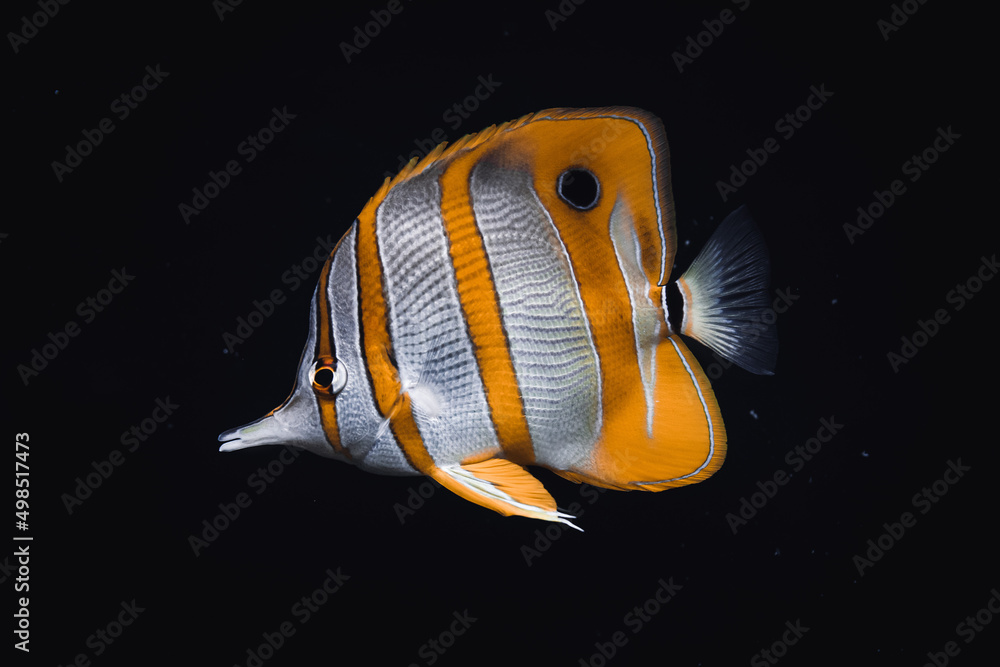 Naklejka premium Kupferstreifen-Pinzettfisch