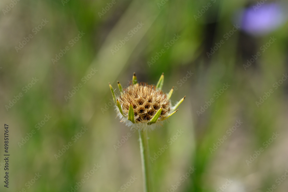 Fototapeta premium Caucasian pincushion flower