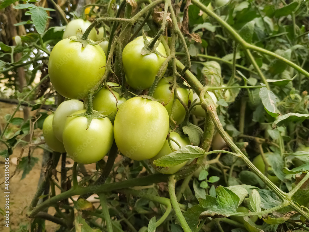 Green tomato natural organic vegetable food crop in the field