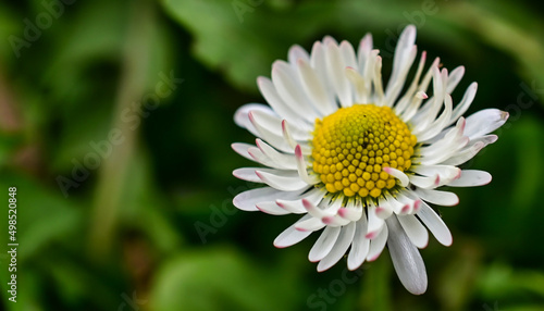 white daisy flower