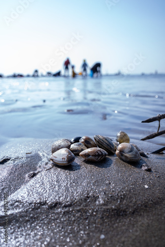 浜, 海, 自然, あばたのある, 水, 岩, アップ, 白, 貝, アサリ, 波, 漁, レジャー
