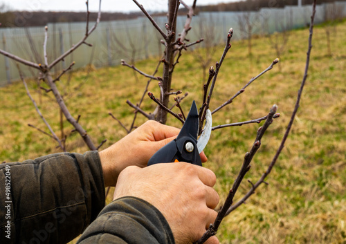 man pruning apple trees in the garden with selective focus