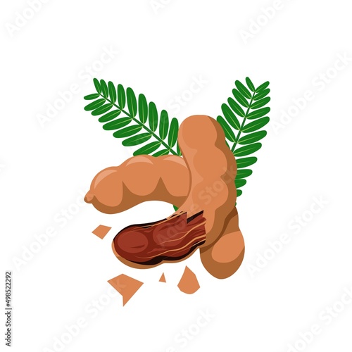 Vector illustration of tamarind or tamarindus indica, with green leaves, isolated on white background.