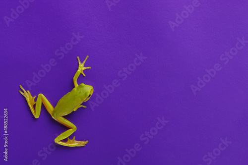 Green tree frog isolated on blue