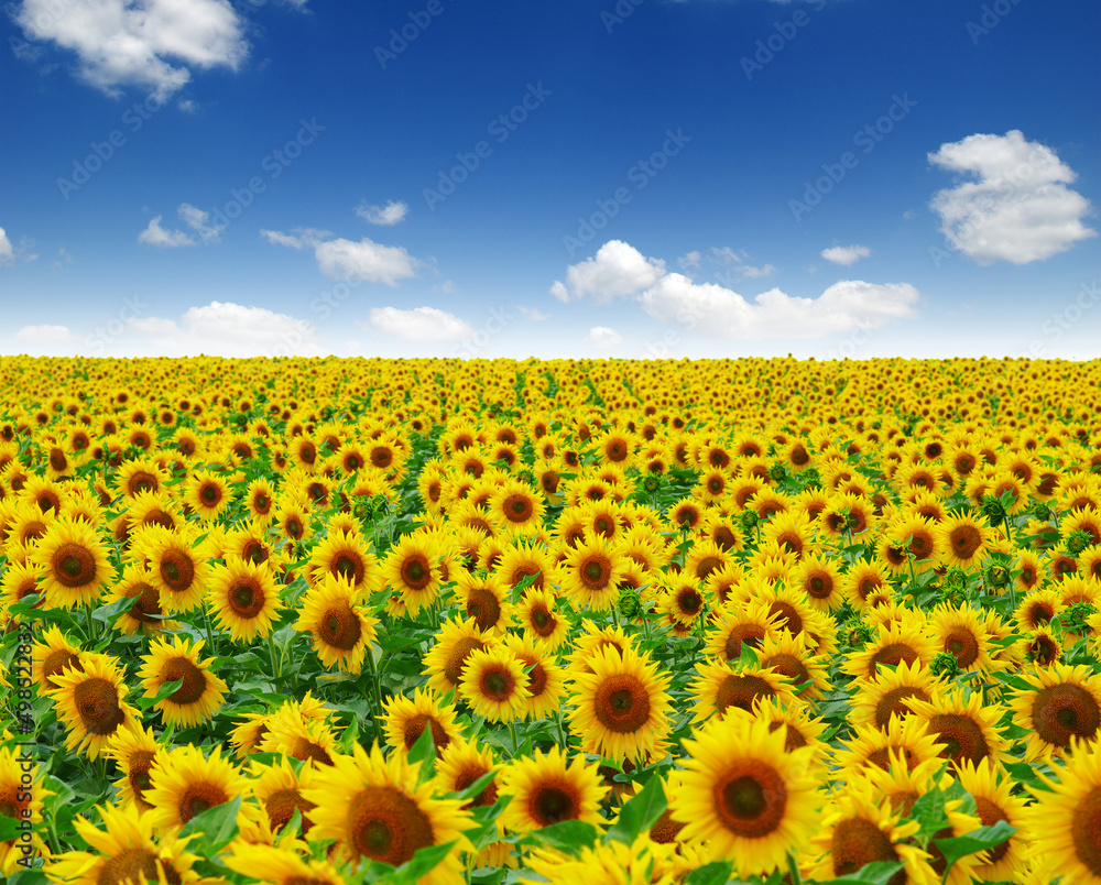 Fototapeta premium field of blooming sunflowers