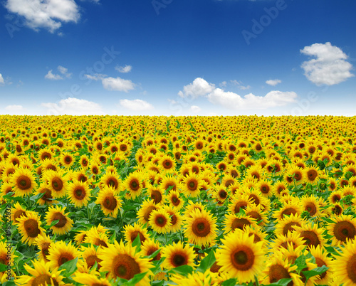 field of blooming sunflowers