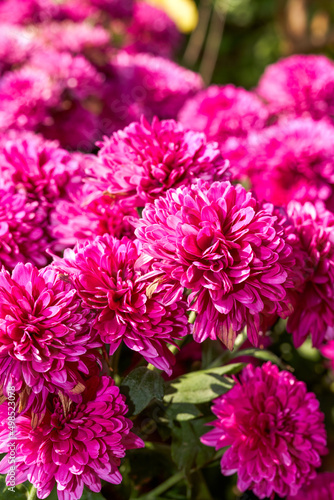 Close-up of a blooming magenta chrysanthemum in a park
