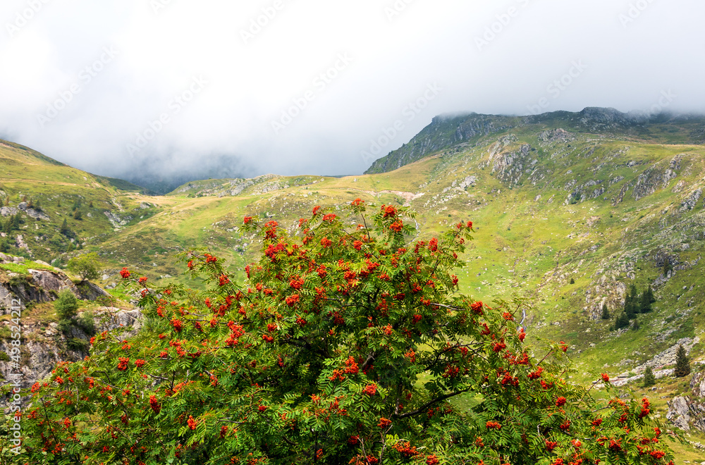 Alpine landscape with rowan tree in Gittaz area in Savoie, France. Clouds overcoming the mountains.