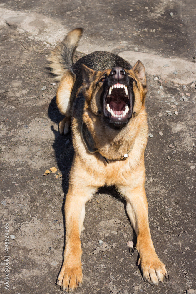Angry and aggressive German Shepherd. The dog barks, showing its sharp white teeth. Dog guard, protects his house. Be aware of dogs. High quality photo Angry and aggressive German Shepherd. The dog barks, showing its sharp white teeth. Dog guard, protects his house. Be aware of dogs. High quality photo
