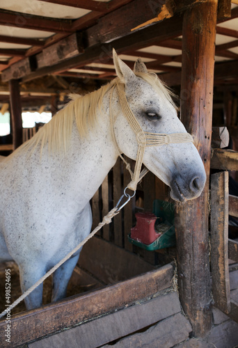 Portrait of a beautiful gray horse