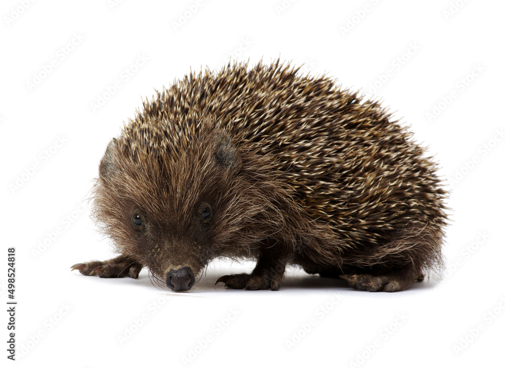 Hedgehog isolated on white Hedgehog isolated on white