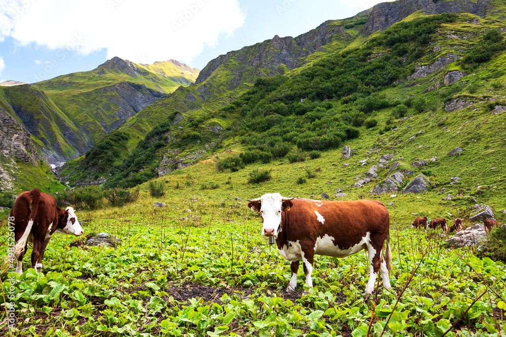 Organic agriculture. Grazing cows at alpine pasture. Aiguille des Glaciers, mountain in Mont Blanc massif, at background. French Alps in summer; view from Chapieux valley, Savoie, France. 