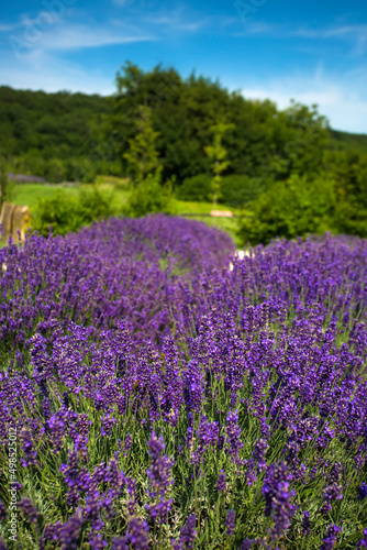 Beauty lavender flowers in garden