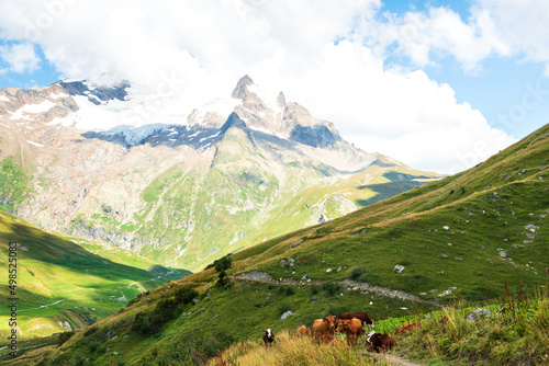 Grazing cows at alpine pasture. Aiguille des Glaciers, mountain in Mont Blanc massif, at background. French Alps in summer. Organic agriculture. Chapieux valley, Savoie, France. 
