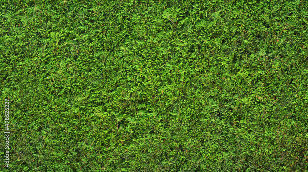 Green leaves natural background Green leaves natural background