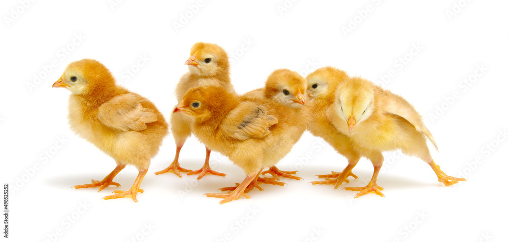 Chicks isolated on white Chicks isolated on white