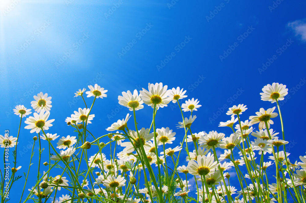 Field of daisies Field of daisies