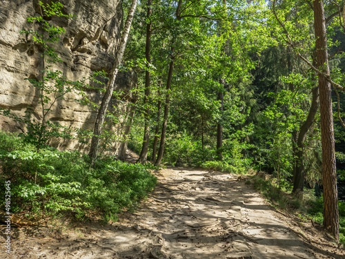 Halbenweg in der Sächsischen Schweiz - Waldweg
