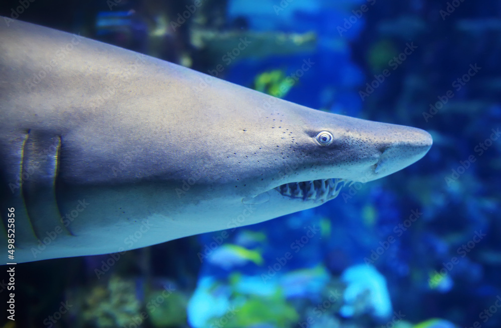 Naklejka premium Detal of carcharias taurus in water