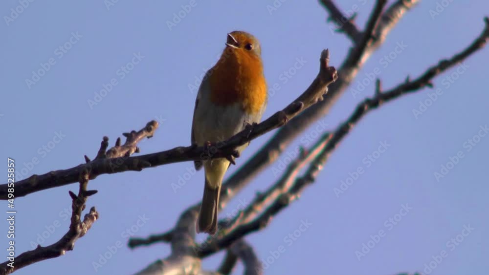 Robin singing in a tree, 50fps slow motion. Robin singing in a tree, 50fps slow motion.
