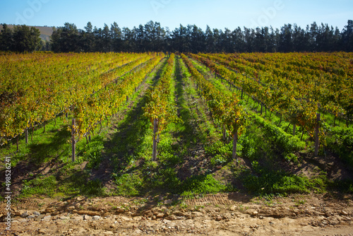 Looking at a prosperous vineyard. An empty winefarm in autumn. photo