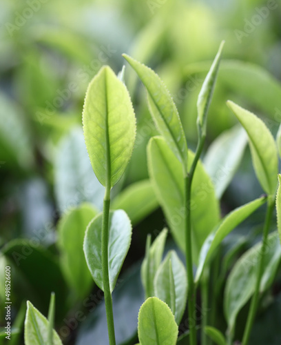 tea tree plantation leaf close-up 