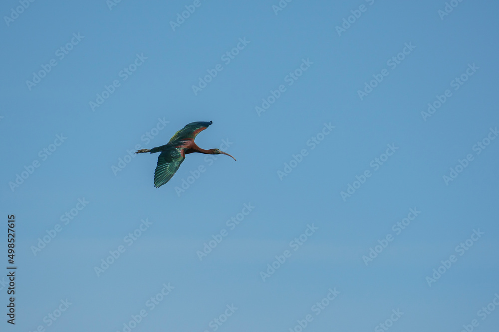 Glossy Ibis in Flight against Blue Sky. Glossy Ibis in Flight against Blue Sky.