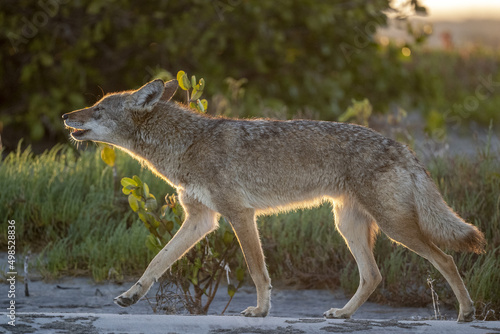 coyote in baja california beach at sunset